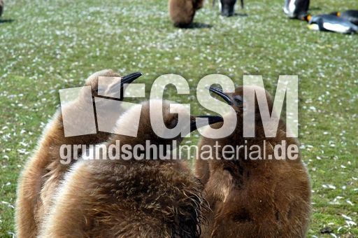 Königspinguin (82 von 84).jpg